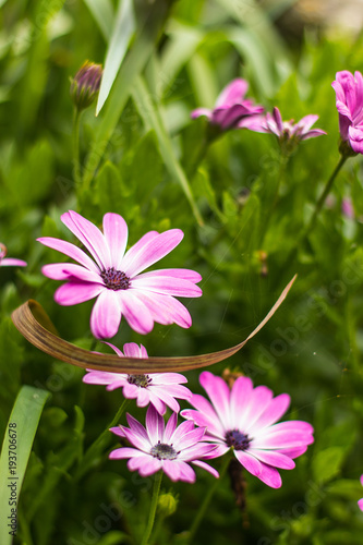 Violet blooming African daisy or bush-daisy (Osteospermum)