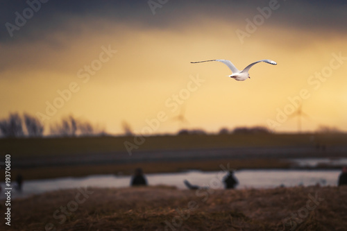 flying seagul on coast over beach during golden summer sunset with copy space © manushot