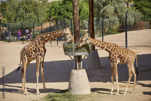 Canvas Print giraffes in a zoo