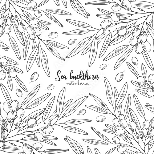 Sea buckthorn berries branch isolated on the white. Organic essential oil engraved style sketch. Detailed frame with berries. Design for package of health and beauty natural products. Healthy food.