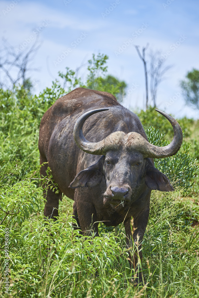 Buffalo in South Africa