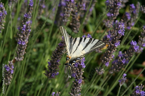 papillon1