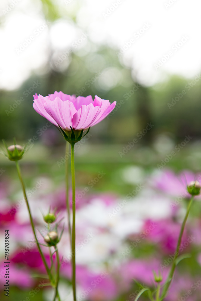 cosmos,flower, isolated, nature, plant, background, blossom cosmos,flower, isolated, nature, plant, background, blossom