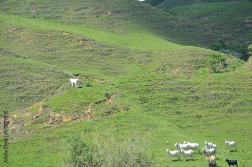 Mountain Cattle