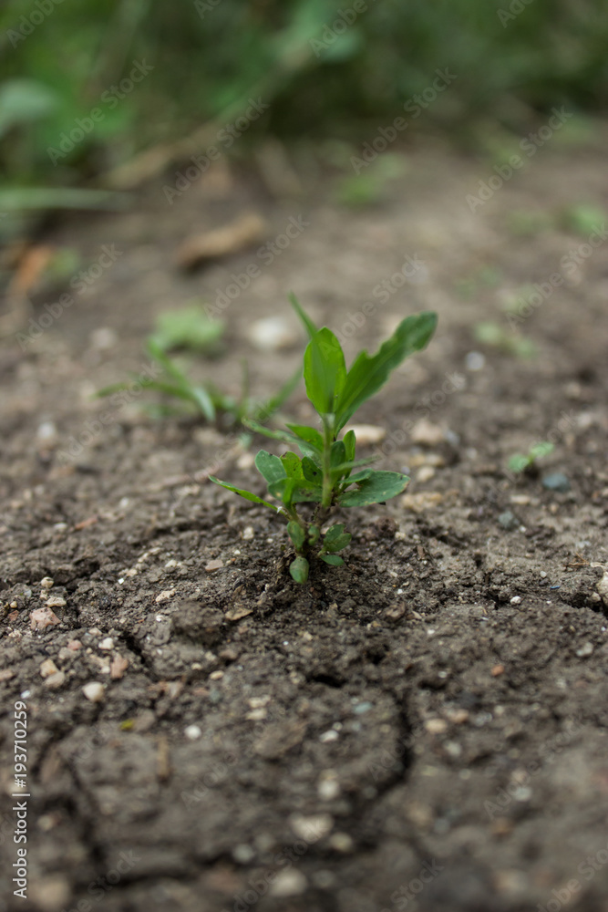 sprout in the ground sprout in the ground