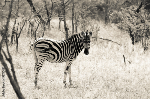 Z  bre safari Park Kruger