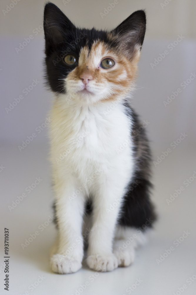 Three-colored kitten on a neutral background. The cat looks up. Front view.