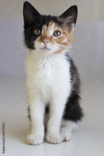 Three-colored kitten on a neutral background. The cat looks up. Front view. © TATIANA