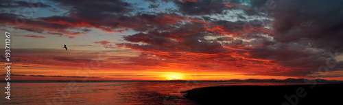 Panoramic view on dramatic sunset over T  rcoles river meets the ocean. R  o Grande de Tarcoles and the sea with silhouette of frigatebird against colorful  redddish backlighted sunset. Costa Rica.