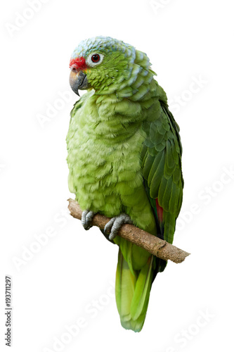 Isolated on white background, vertical photo of wild Crimson-fronted or Finsch's Parakeet, neotropical green parrot with red cap, natural to Nicaragua, Costa Rica and western Panama.
