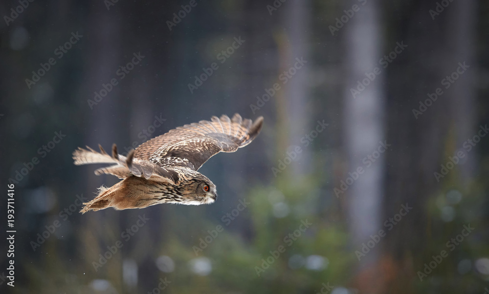 Panoramic photo of nocturnal bird of prey, Eagle owl, Bubo bubo, giant owl flying in winter european forest. Owl with bright orange eyes. Side view, winter forest with snow flakes. Czech highlands.