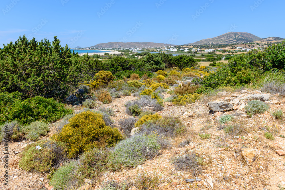 Obraz premium Green plants and and view of beautiful Naxos island in summer day. Cyclades, Greece