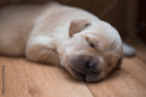 Portrait of a sleeping puppy, lying on a wooden floor. Close up.