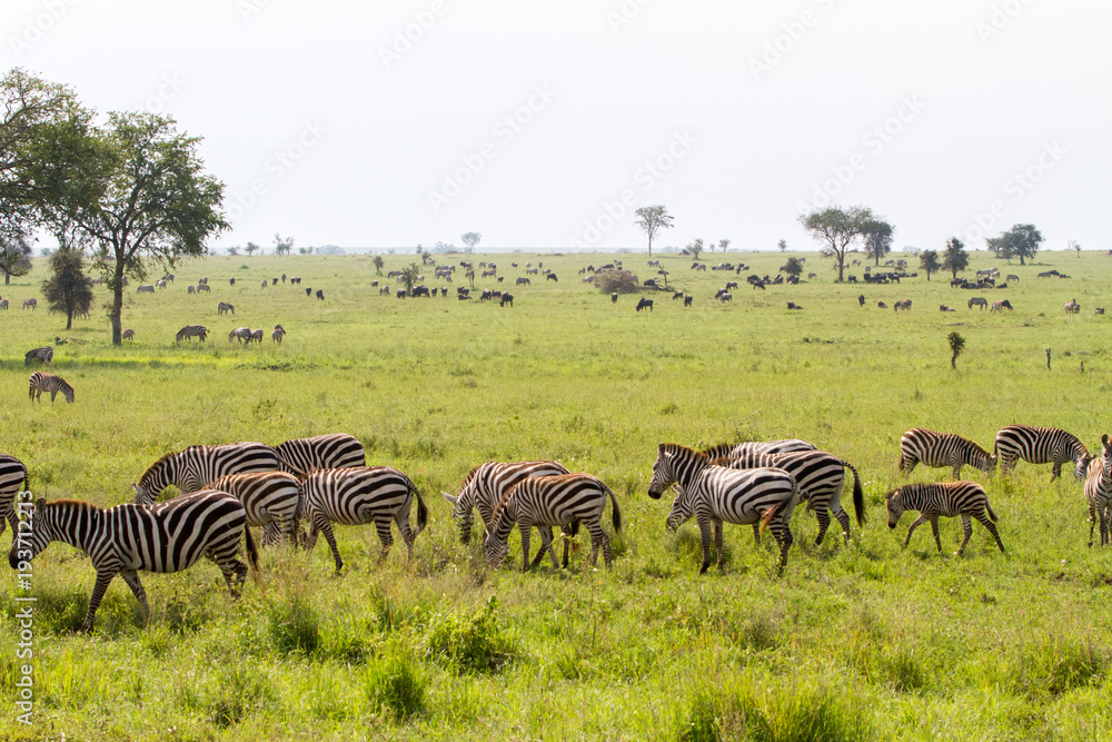Naklejka premium Field with zebras and blue wildebeest