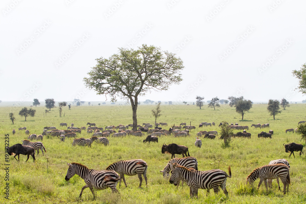 Naklejka premium Field with zebras and blue wildebeest