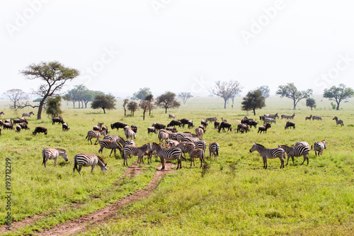 Fototapeta Naklejka Na Ścianę i Meble -  Field with zebras and blue wildebeest
