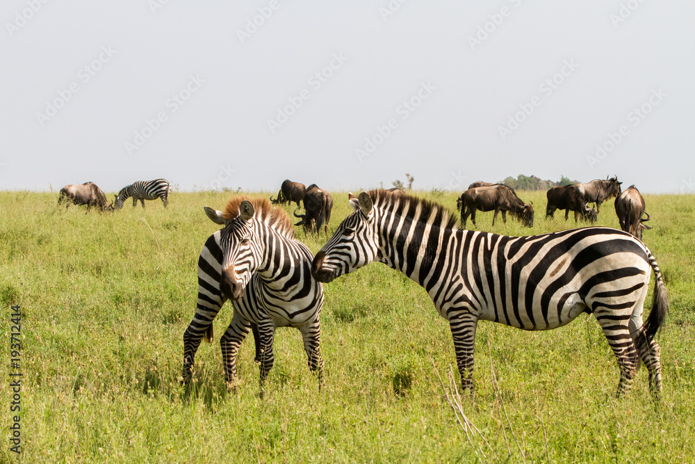 Obraz premium Field with zebras and blue wildebeest