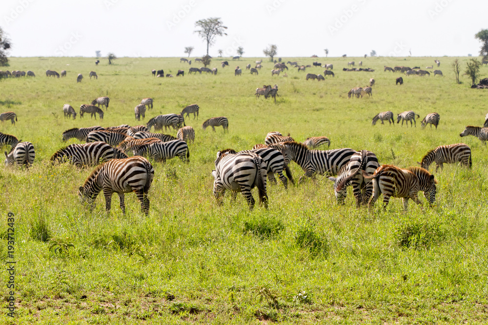 Naklejka premium Field with zebras and blue wildebeest