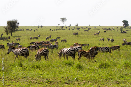 Field with zebras and blue wildebeest