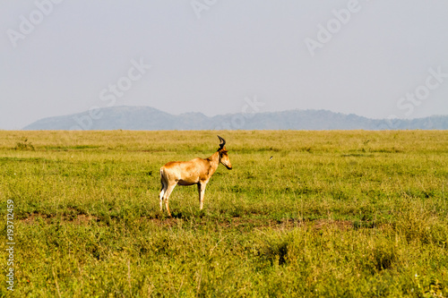 African antelope - the hartebeest (Alcelaphus buselaphus), also known as kongoni in Serengeti National Park, Tanzanian national park in the Serengeti ecosystem in the Mara and Simiyu regions