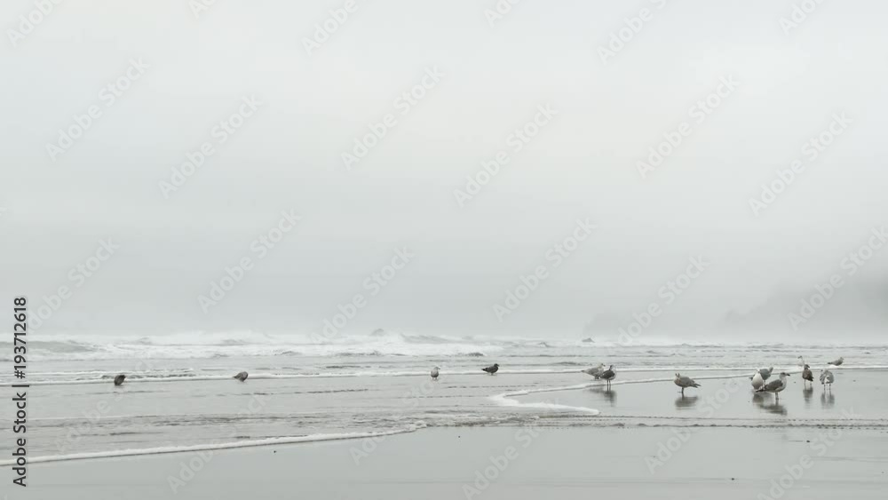 Minimalism white space at the Oregon Coast with waves crashing on shore and seagulls flying by while others rest on sandy beach, lower thirds with sound. Minimalism white space at the Oregon Coast with waves crashing on shore and seagulls flying by while others rest on sandy beach, lower thirds with sound.