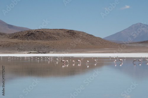 Flamingos