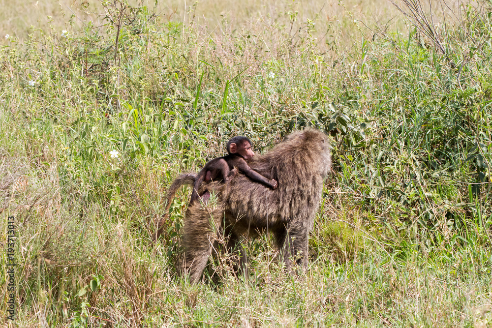 Fototapeta premium Vervet monkey (Chlorocebus pygerythrus), small, black faced monkey with a greenish-olive or silvery-gray body in Serengeti, Tanzanian national park in the Serengeti ecosystem in the Mara.