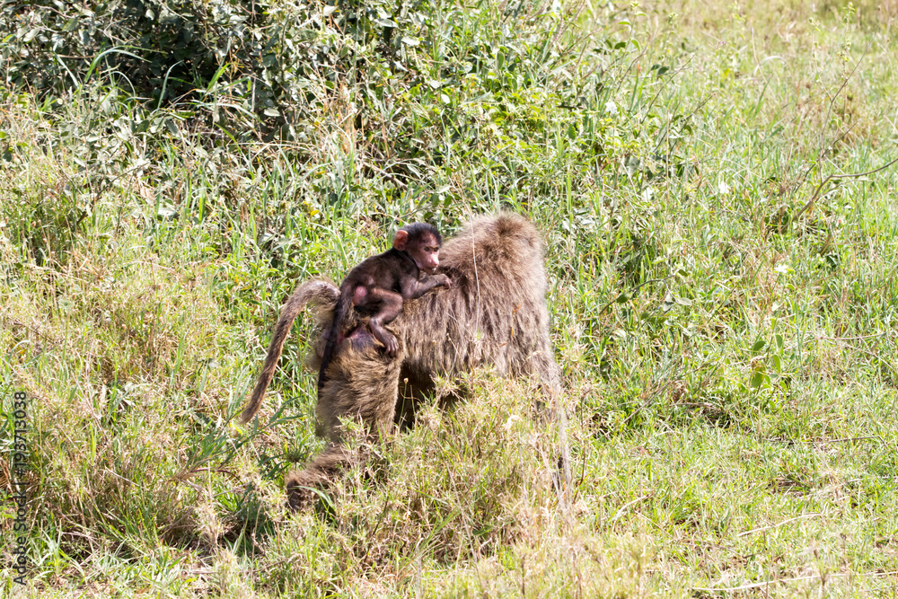 Naklejka premium Vervet monkey (Chlorocebus pygerythrus), small, black faced monkey with a greenish-olive or silvery-gray body in Serengeti, Tanzanian national park in the Serengeti ecosystem in the Mara.