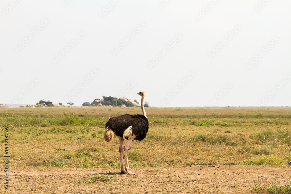 Naklejka premium The ostrich or common ostrich (Struthio camelus) is either one or two species of large flightless birds native to Africa, the only living member(s) of the genus Struthio, which is in the ratite family