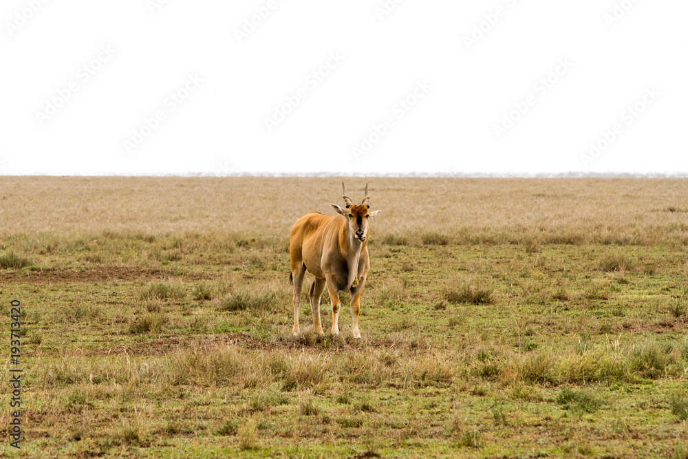 African antelope - the hartebeest (Alcelaphus buselaphus), also known as kongoni in Serengeti National Park, Tanzanian national park in the Serengeti ecosystem in the Mara and Simiyu regions