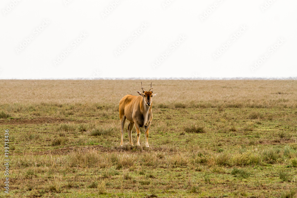 Fototapeta premium African antelope - the hartebeest (Alcelaphus buselaphus), also known as kongoni in Serengeti National Park, Tanzanian national park in the Serengeti ecosystem in the Mara and Simiyu regions