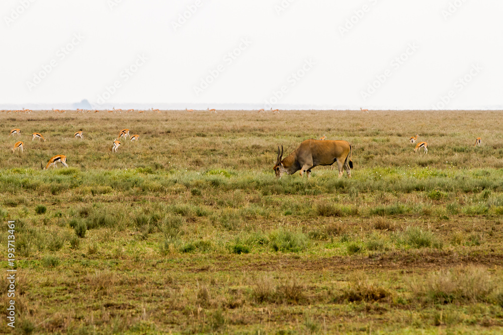 African antelope - the hartebeest (Alcelaphus buselaphus), also known as kongoni and Thomson's gazelle (Eudorcas thomsonii), known as tommie in Serengeti National Park, Tanzania