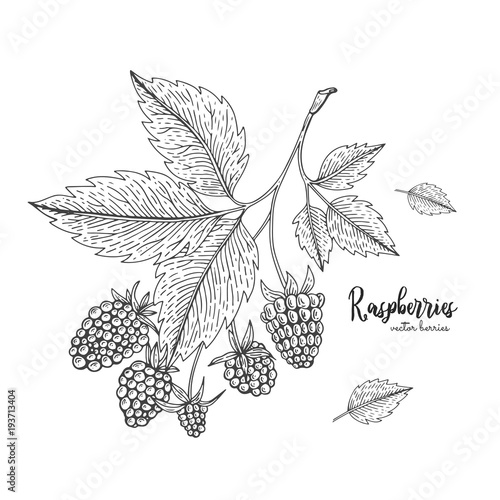 Hand drawn illustration of raspberry isolated on white background. Berries engraved style illustration. Detailed vegetarian food. Applicable for menu, flyer, label, poster, print, packaging.