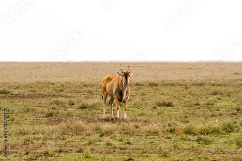 African antelope - the hartebeest  Alcelaphus buselaphus   also known as kongoni in Serengeti National Park  Tanzanian national park in the Serengeti ecosystem in the Mara and Simiyu regions