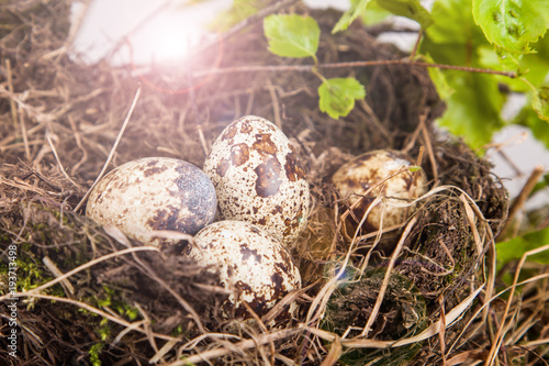 quail eggs in a nest detail