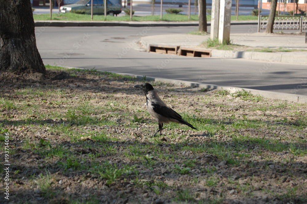 Obraz premium Corvus cornix