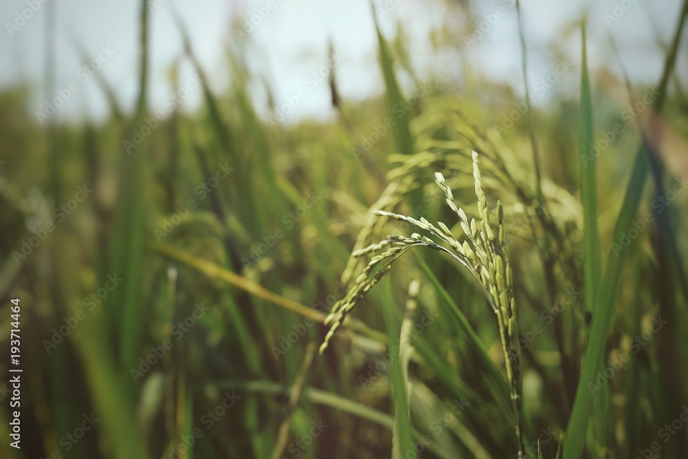 Selective focus at rice plant and background with green field/ concept of agriculture and harvest Selective focus at rice plant and background with green field/ concept of agriculture and harvest