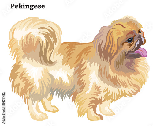 Colored decorative standing portrait of dog Pekingese vector illustration