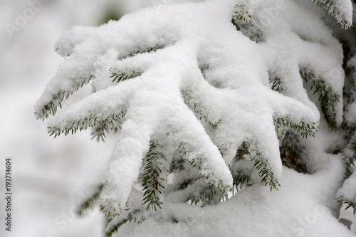 Detail of a fir tree covered with snow in the winter forest