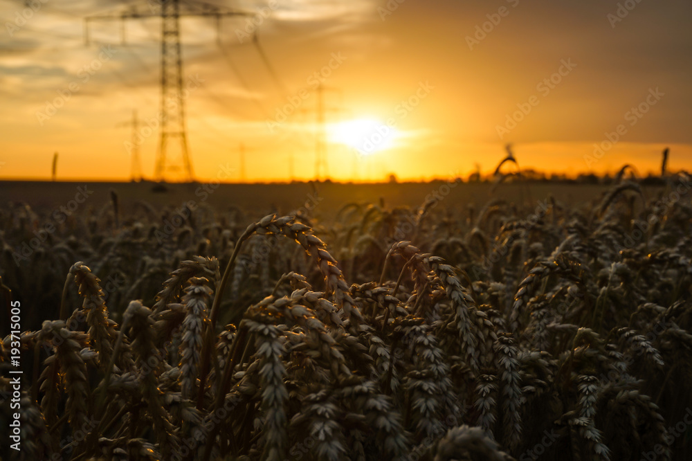 Fototapeta premium Getreide