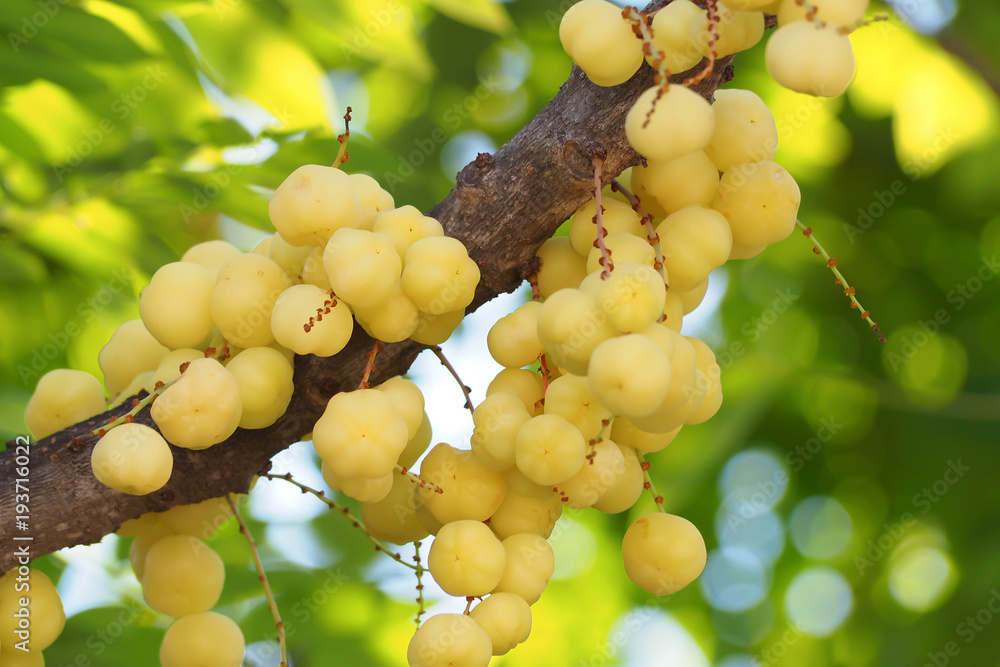 raw star gooseberry with leaf bokeh background. raw star gooseberry with leaf bokeh background.