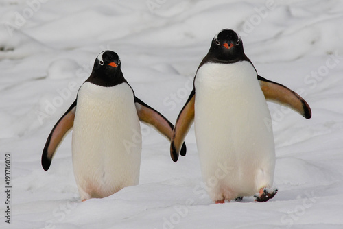 Obraz na plátně Gentoo penguin pair in South Shetland Islands, Antarctica
