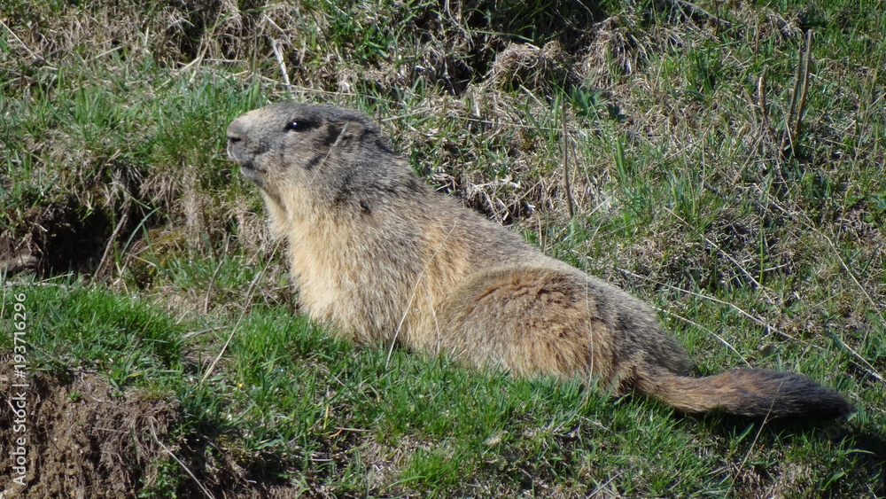 Fototapeta premium Marmotte