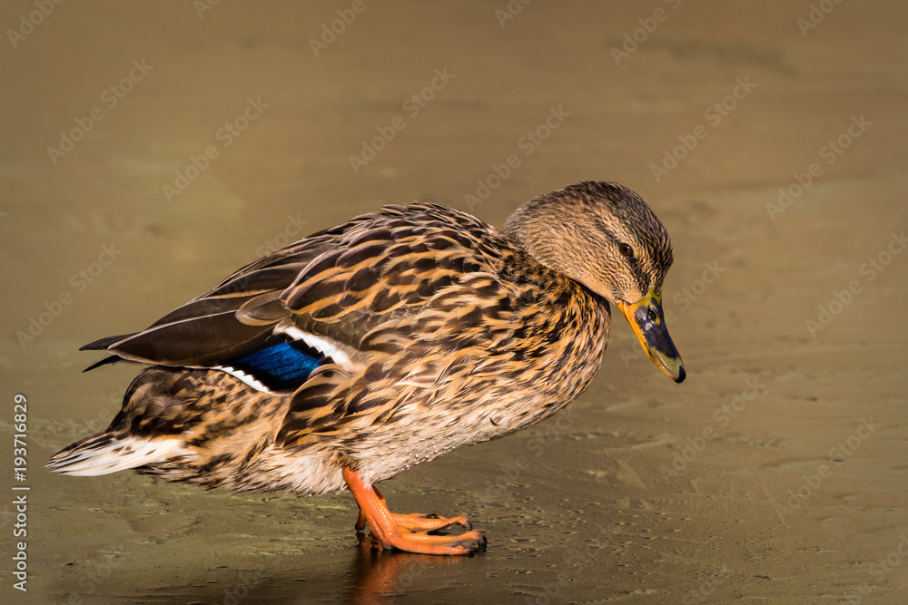 Duck