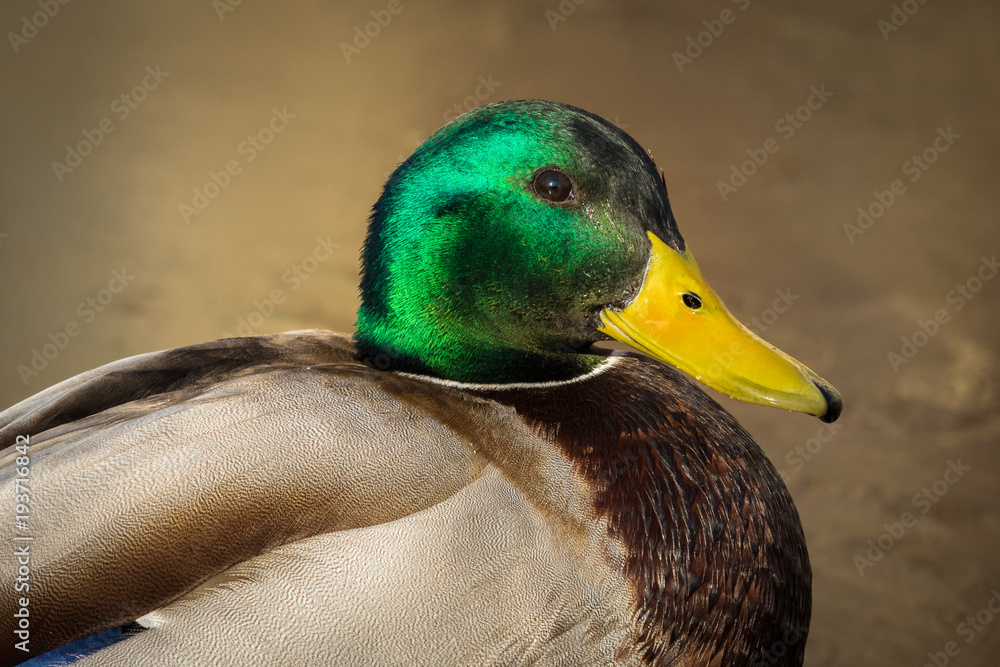 Mallard duck