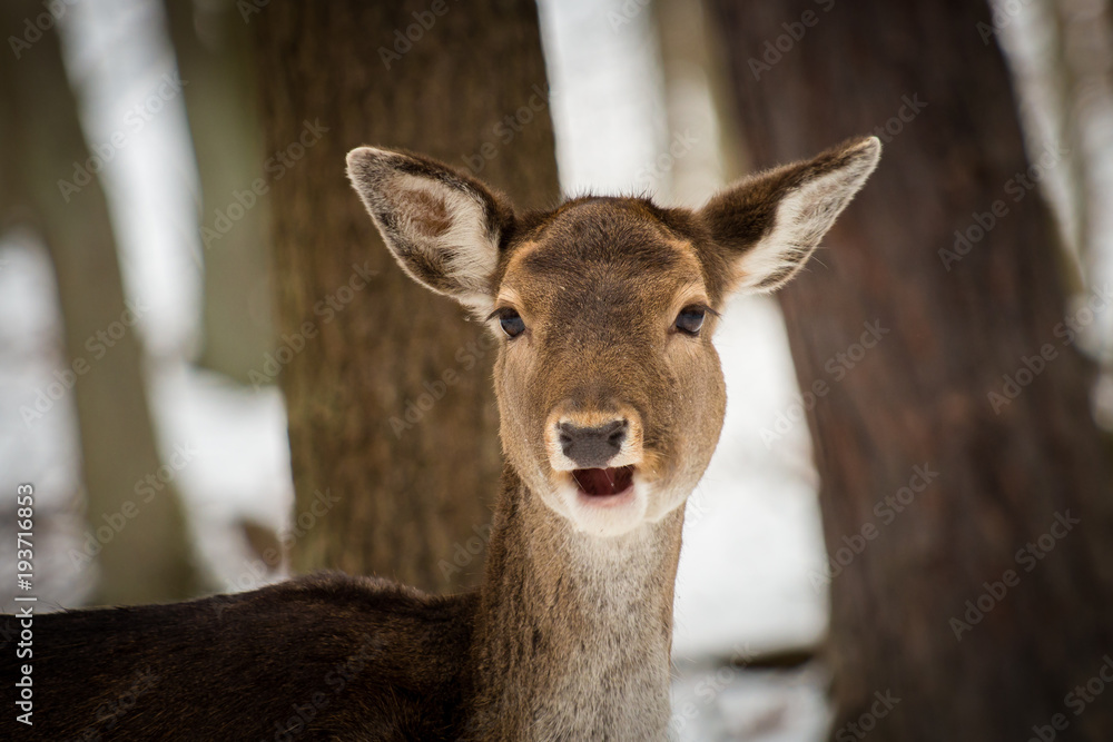 Fallow deer