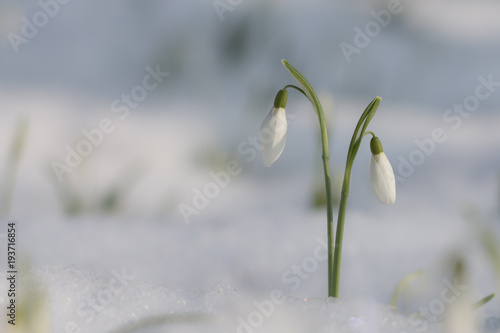 Obraz na płótnie Snowdrops w salonie