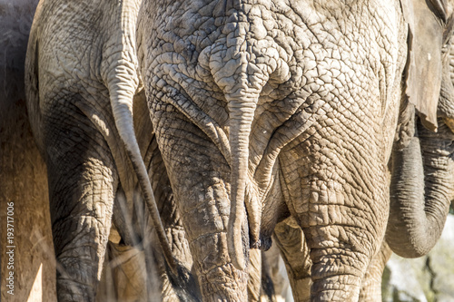 Detail rear view of african elephant