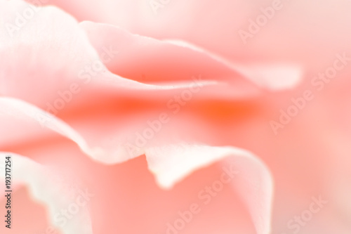 Pink carnation flower macro detail - romantic abstraction