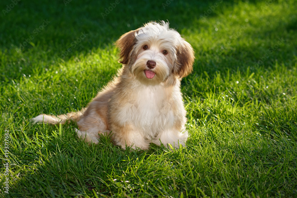 Happy chocolate colored havanese puppy dog sitting in the grass and looking at camera